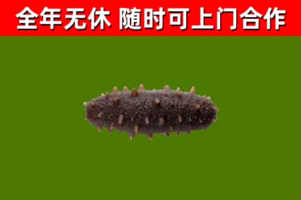 英吉沙县回收海参干
